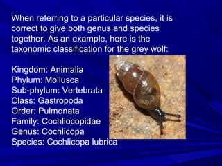 When referring to a particular species, it is
correct to give both genus and species
together. As an example, here is the
taxonomic classification for the grey wolf:
Kingdom: Animalia
Phylum: Mollusca
Sub-phylum: Vertebrata
Class: Gastropoda
Order: Pulmonata
Family: Cochliocopidae
Genus: Cochlicopa
Species: Cochlicopa lubrica

 