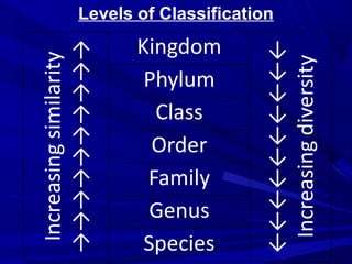 Levels of Classification

 