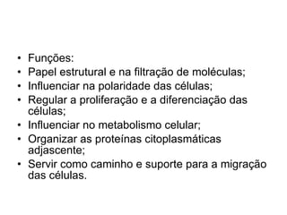 Funções:  Papel estrutural e na filtração de moléculas; Influenciar na polaridade das células; Regular a proliferação e a diferenciação das células; Influenciar no metabolismo celular; Organizar as proteínas citoplasmáticas adjascente; Servir como caminho e suporte para a migração das células. 