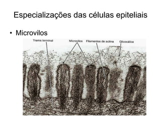 Especializações das células epiteliais Microvilos 