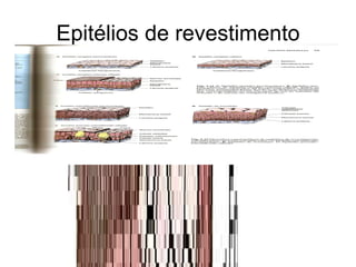 Epitélios de revestimento 