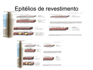 Epitélios de revestimento 