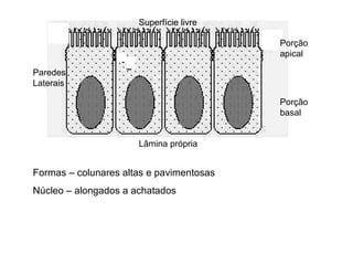 Formas – colunares altas e pavimentosas Núcleo – alongados a achatados Lâmina própria Porção apical Porção basal Superfície livre Paredes Laterais 