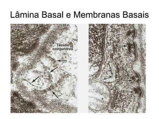 Lâmina Basal e Membranas Basais 