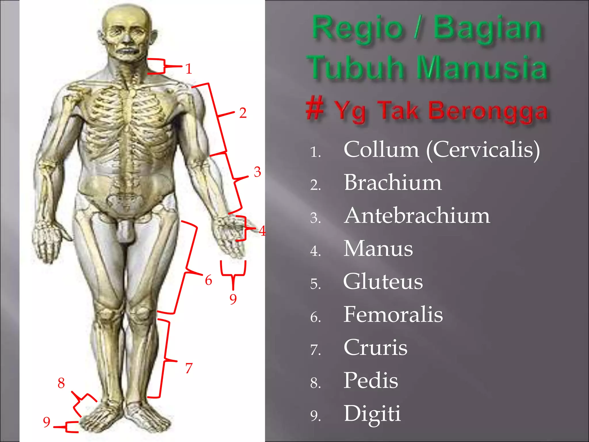 1-Terminologi Anatomi.ppt