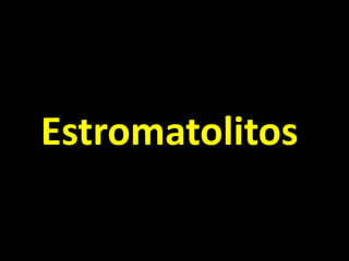 Estromatolitos
 