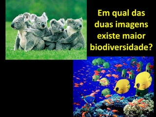 Em qual das
 duas imagens
  existe maior
biodiversidade?
 
