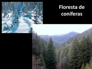 Floresta de
 coníferas
 