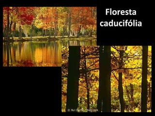Floresta
caducifólia
 