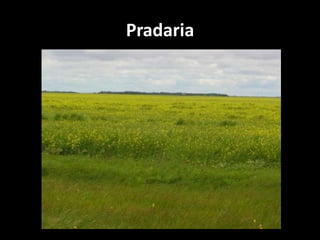 Pradaria
 