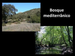 Bosque
mediterrânico
 