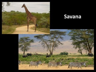 Savana
 