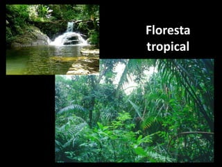 Floresta
tropical
 
