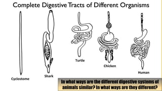 1-The-Human-Digestive-System.-8 digestive system | PDF