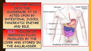 1-The-Human-Digestive-System.-8 digestive system | PDF