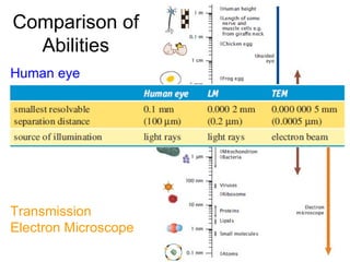Comparison of Abilities Human eye Light microscope Transmission Electron Microscope 