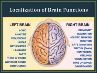 • Refers to the
specific areas of the
brain that control
specific skills and
behaviours
 