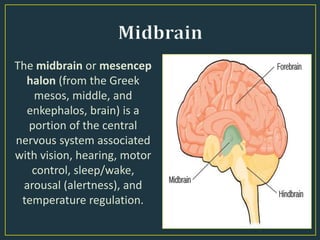 The midbrain or mesencep
halon (from the Greek
mesos, middle, and
enkephalos, brain) is a
portion of the central
nervous system associated
with vision, hearing, motor
control, sleep/wake,
arousal (alertness), and
temperature regulation.
 