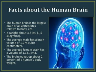 How Big Is a Human Brain? Learn About Brain Size and Brain Weight