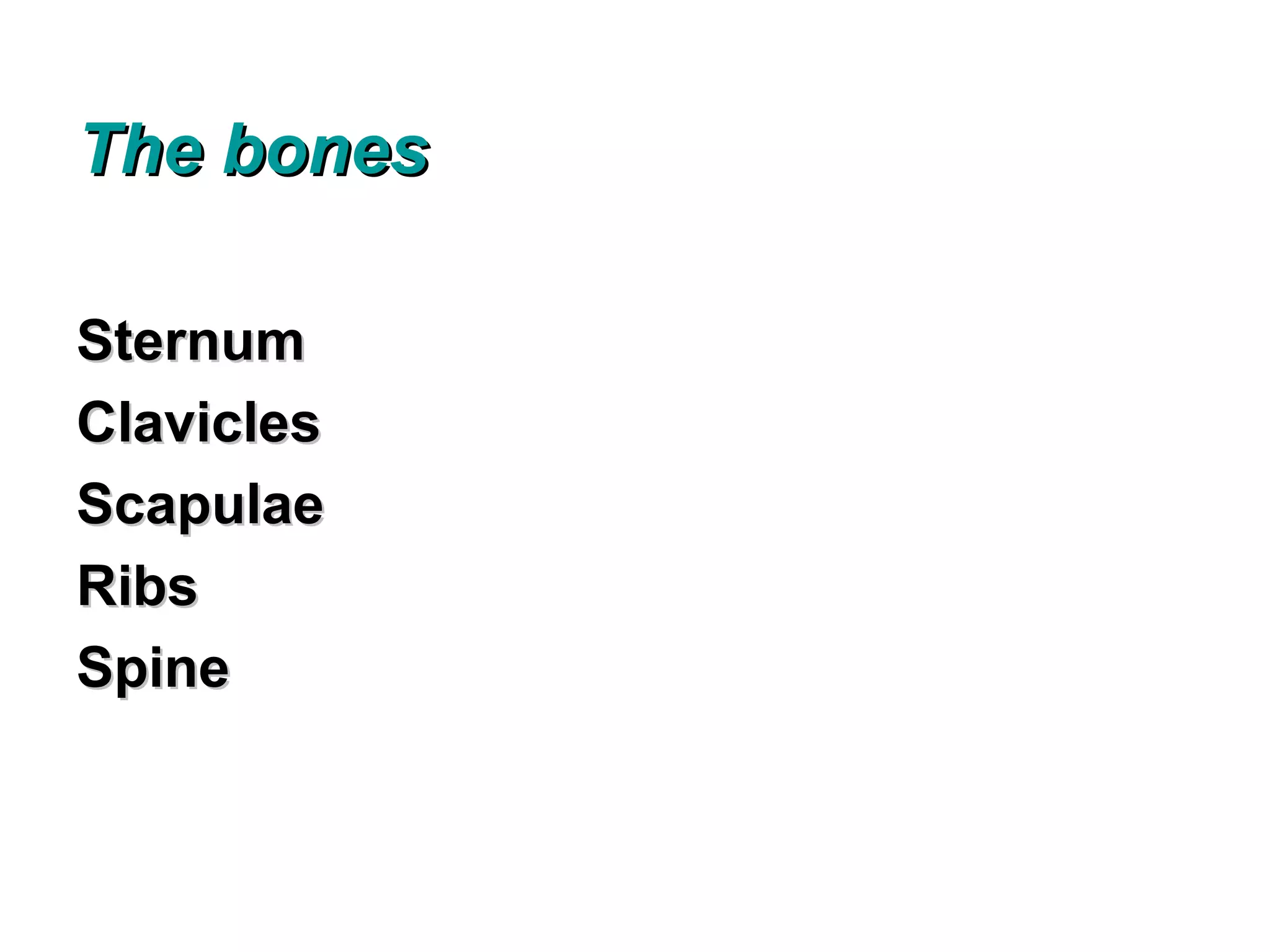 The bones

Sternum
Clavicles
Scapulae
Ribs
Spine
 