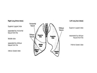 1 the normal cxr | PPT