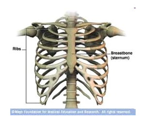 THE RIB CAGE-ANATOMY OF THE HUMAN BODY. DEPARTMENT OF ANATOMY | PPT