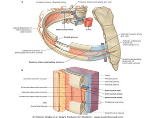 Second Rib Interspace THE RIB CAGE-ANATOMY OF THE HUMAN BODY. DEPARTMENT OF ANATOMY | PPT