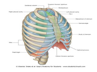 THE RIB CAGE-ANATOMY OF THE HUMAN BODY. DEPARTMENT OF ANATOMY | PPT
