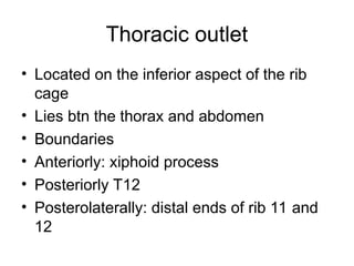 THE RIB CAGE-ANATOMY OF THE HUMAN BODY. DEPARTMENT OF ANATOMY | PPT