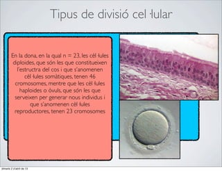 Tipus de divisió cel·lular


        En la dona, en la qual n = 23, les cèl·lules
         diploides, que són les que constitueixen
           l’estructra del cos i que s’anomenen
               cèl·lules somàtiques, tenen 46
          cromosomes, mentre que les cèl·lules
             haploides o òvuls, que són les que
          serveixen per generar nous individus i
                  que s’anomenen cèl·lules
          reproductores, tenen 23 cromosomes




dimarts 2 d’abril de 13
 