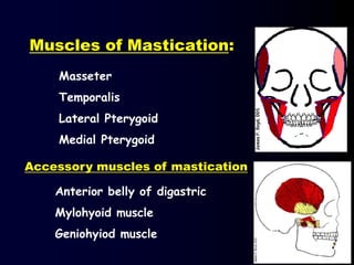 Muscles of Mastication:
Masseter
Temporalis
Lateral Pterygoid
Medial Pterygoid
Anterior belly of digastric
Mylohyoid muscle
Geniohyiod muscle
Accessory muscles of mastication
 