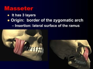 Masseter
 It has 3 layers
 Origin: border of the zygomatic arch
– Insertion: lateral surface of the ramus
 