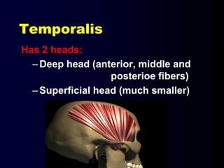 Temporalis
Has 2 heads:
–Deep head (anterior, middle and
posterioe fibers)
–Superficial head (much smaller)
 