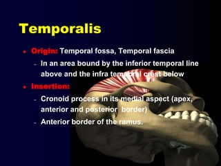 Temporalis
 Origin: Temporal fossa, Temporal fascia
– In an area bound by the inferior temporal line
above and the infra temporal crest below
 Insertion:
– Cronoid process in its medial aspect (apex,
anterior and posterior border)
– Anterior border of the ramus.
 
