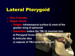 Lateral Pterygoid
 Has 2 heads:
 Upper head:
– Origin: infratemporal surface & crest of the
greater wing of sphenoid
– Insertion: enters the TMJ & inserted into:
a) Pterygoid fovea of the neck of the mandible
b) Articular disc
c) capsule of TMJ (anterior aspect)
 