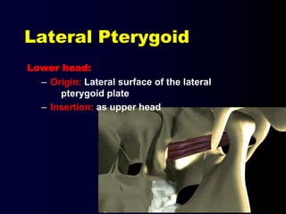 Lateral Pterygoid
Lower head:
– Origin: Lateral surface of the lateral
pterygoid plate
– Insertion: as upper head
 