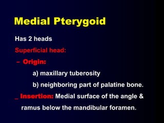 Medial Pterygoid
Has 2 heads
Superficial head:
– Origin:
a) maxillary tuberosity
b) neighboring part of palatine bone.
_ Insertion: Medial surface of the angle &
ramus below the mandibular foramen.
 