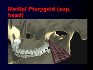 Medial Pterygoid (sup.
head)
 