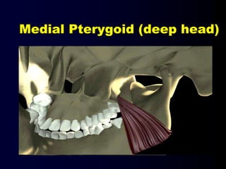 Medial Pterygoid (deep head)
 