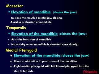  Elevation of mandible (closes the jaw)
to close the mouth, Forceful jaw closing.
Masseter
Temporalis
 Elevation of the mandible (closes the jaw)
 Assist in Retrusion of mandible
 No activity when mandible is elevated very slowly.
Assist in protrusion of mandible
 Elevation of the mandible (closes the jaw)
 Minor contribution to protrusion of the mandible
 Right medial pterygoid with left lateral pterygoid turn the
chin to left side
Medial Pterygoid
Wikipedia
 