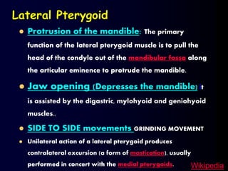  Protrusion of the mandible: The primary
function of the lateral pterygoid muscle is to pull the
head of the condyle out of the mandibular fossa along
the articular eminence to protrude the mandible.
 Jaw opening (Depresses the mandible) it
is assisted by the digastric, mylohyoid and geniohyoid
muscles..
 SIDE TO SIDE movements GRINDING MOVEMENT
 Unilateral action of a lateral pterygoid produces
contralateral excursion (a form of mastication), usually
performed in concert with the medial pterygoids.
Lateral Pterygoid
Wikipedia
 