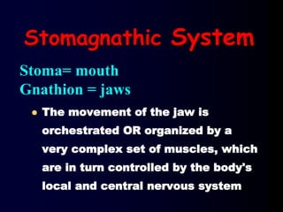 Stomagnathic System
 The movement of the jaw is
orchestrated OR organized by a
very complex set of muscles, which
are in turn controlled by the body's
local and central nervous system
Stoma= mouth
Gnathion = jaws
 