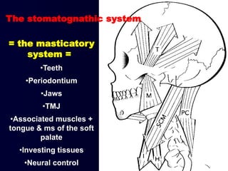 The stomatognathic system
= the masticatory
system =
•Teeth
•Periodontium
•Jaws
•TMJ
•Associated muscles +
tongue & ms of the soft
palate
•Investing tissues
•Neural control
 