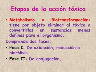 Etapas de la acción tóxica
• Metabolismo o Biotransformación:
tiene por objeto eliminar al tóxico o
convertirlos en sustan...