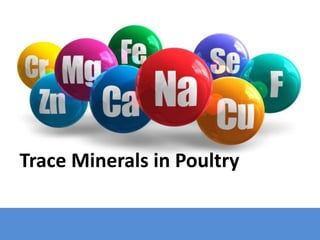 Trace Minerals in Poultry
 