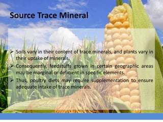 Source Trace Mineral
 Soils vary in their content of trace minerals, and plants vary in
their uptake of minerals.
 Consequently, feedstuffs grown in certain geographic areas
may be marginal or deficient in specific elements.
 Thus, poultry diets may require supplementation to ensure
adequate intake of trace minerals.
 