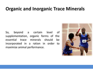 Organic and Inorganic Trace Minerals
So, beyond a certain level of
supplementation, organic forms of the
essential trace minerals should be
incorporated in a ration in order to
maximize animal performance.
 