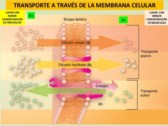 1. transporte de sustancias en las células