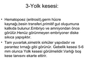 3-Yolk kesesi:  Hematopoez (eritrosit),germ hücre kaynağı,besin transferi,primitif gut oluşumuna katkıda bulunur.Embriyo ve amniyondan önce görülür.Henüz görünmeyen embriyoner diske sıkıca yapışıktır.  Tam yuvarlak,simetrik sirküler yapıdadır ve parantez tırnağı gibi görünür. Gebelik kesesi 5-6 mm olunca Yolk kesesi görülmelidir.Varlığı boş kese tanısını ekarte ettirir.  