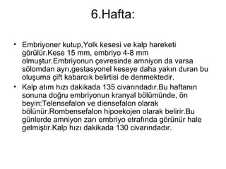 6.Hafta: Embriyoner kutup,Yolk kesesi ve kalp hareketi görülür.Kese 15 mm, embriyo 4-8 mm olmuştur.Embriyonun çevresinde amniyon da varsa sölomdan ayrı,gestasyonel keseye daha yakın duran bu oluşuma çift kabarcık belirtisi de denmektedir.  Kalp atım hızı dakikada 135 civarındadır.Bu haftanın sonuna doğru embriyonun kranyal bölümünde, ön beyin:Telensefalon ve diensefalon olarak bölünür.Rombensefalon hipoekojen olarak belirir.Bu günlerde amniyon zarı embriyo etrafında görünür hale gelmiştir.Kalp hızı dakikada 130 civarındadır. 
